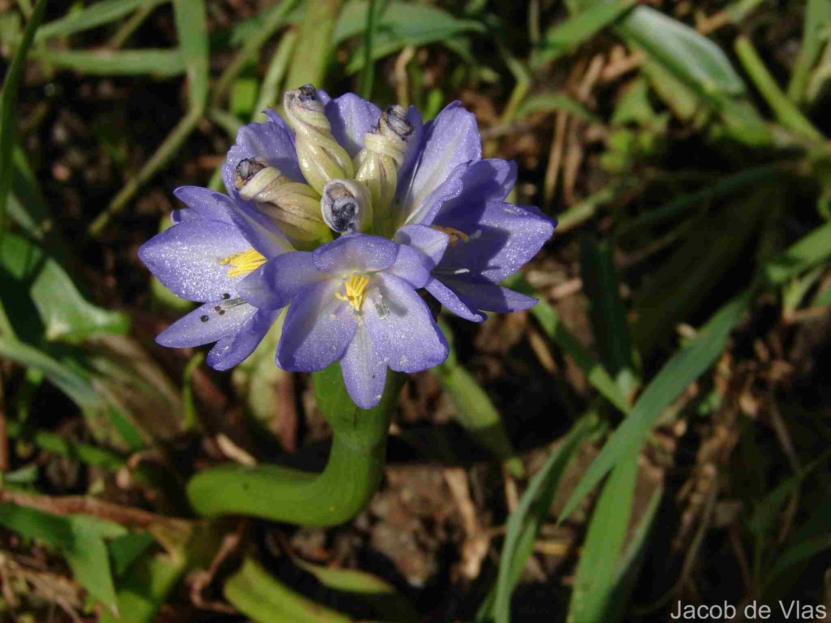 Pontederia hastata L.